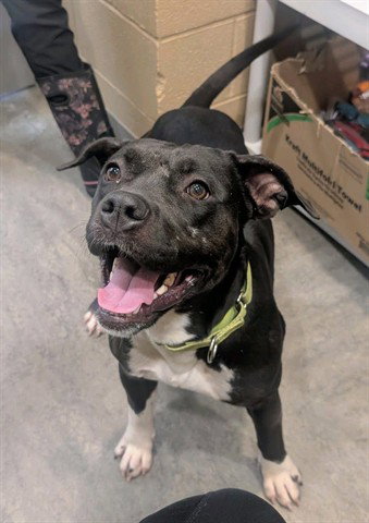 MEDUSA, an adoptable Pit Bull Terrier in Akron, OH