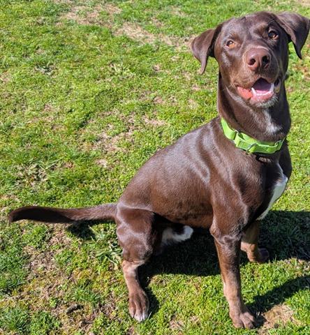 LINDOR, an adoptable Labrador Retriever in Akron, OH