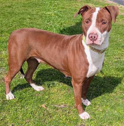 DAISY, an adoptable Pit Bull Terrier in Akron, OH