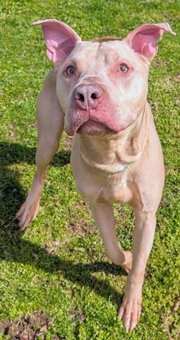 KHAKI, an adoptable Pit Bull Terrier in Akron, OH