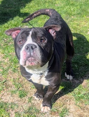 JACK, an adoptable American Bulldog in Akron, OH