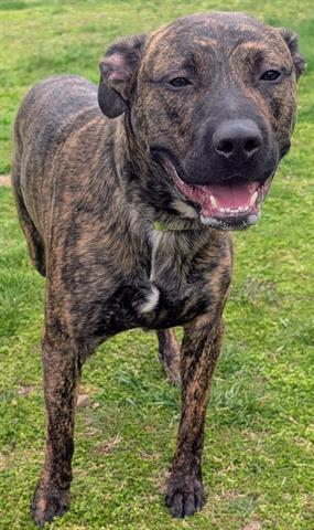 RAMBO, an adoptable Pit Bull Terrier in Akron, OH