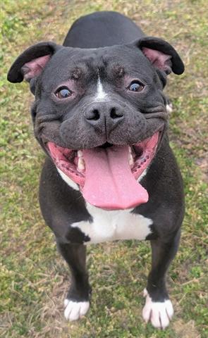SANDERS, an adoptable Staffordshire Bull Terrier in Akron, OH
