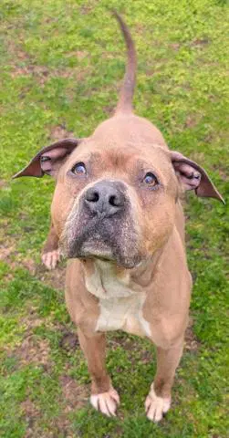 Pascal - Pit Bull Terrier