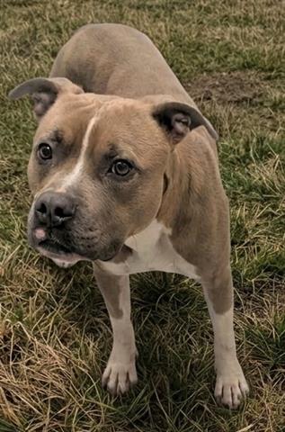 CARROT, an adoptable Pit Bull Terrier in Akron, OH