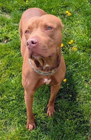 OAKLEY, an adoptable Pit Bull Terrier in Akron, OH