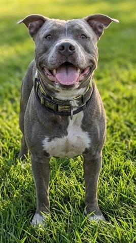 CHOWDER, an adoptable American Staffordshire Terrier in Akron, OH