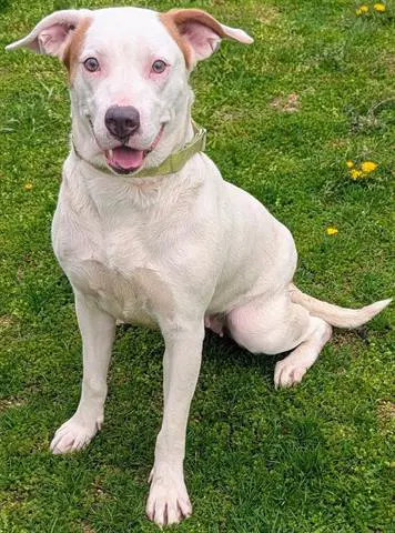 Marigold - Pit Bull Terrier