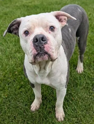 Cupcake - American Bulldog