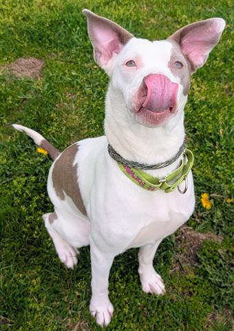 NATASHA, an adoptable Pit Bull Terrier in Akron, OH