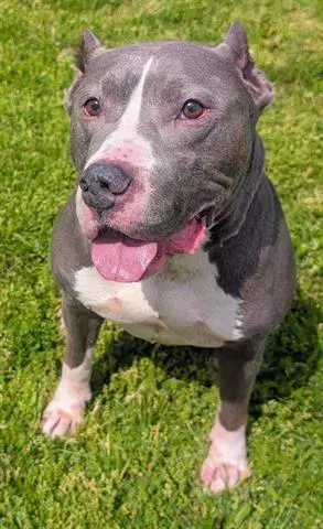 Spudz - American Staffordshire Terrier