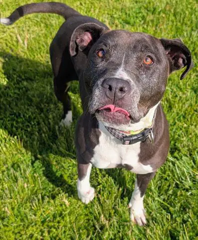 Bonnie - Pit Bull Terrier
