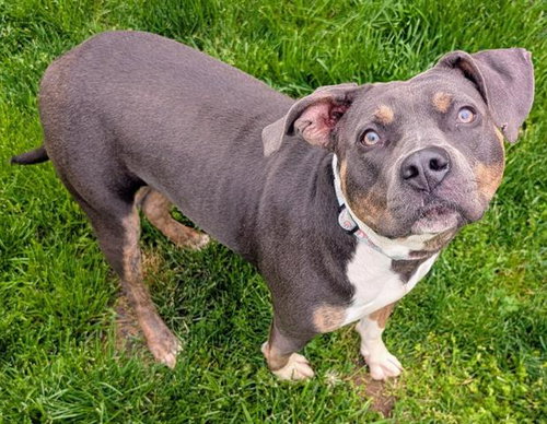 ANGEL, an adoptable Staffordshire Bull Terrier in Akron, OH