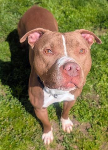 RALPHIE, an adoptable American Staffordshire Terrier in Akron, OH