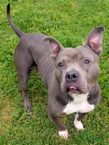 MINNIE, an adoptable Staffordshire Bull Terrier in Akron, OH