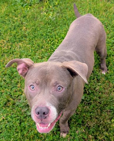 MR. GRAY, an adoptable Staffordshire Bull Terrier in Akron, OH