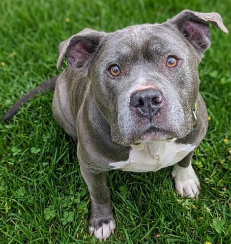 AL, an adoptable Staffordshire Bull Terrier in Akron, OH