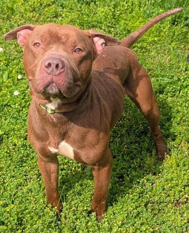 SAMWISE, an adoptable Staffordshire Bull Terrier in Akron, OH