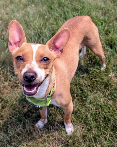 GRISELDA