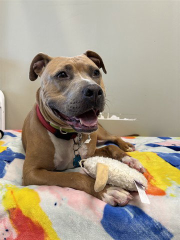 PEGGY, an adoptable Pit Bull Terrier in Akron, OH