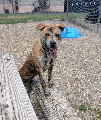 NOLA, an adoptable Pit Bull Terrier in Akron, OH