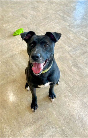 AUNT B, an adoptable Labrador Retriever in Akron, OH