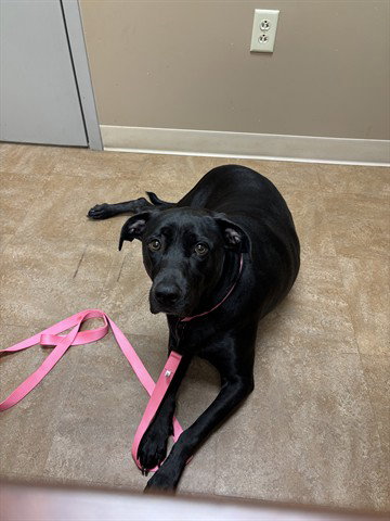 HONEY, an adoptable Labrador Retriever in Akron, OH