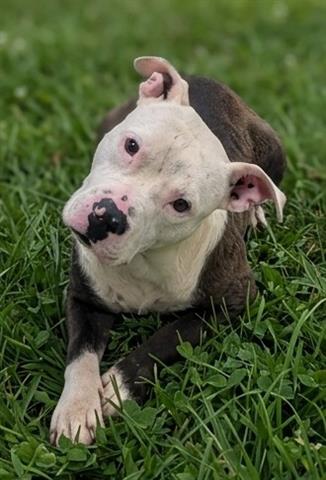 RIVER, an adoptable Pit Bull Terrier in Akron, OH