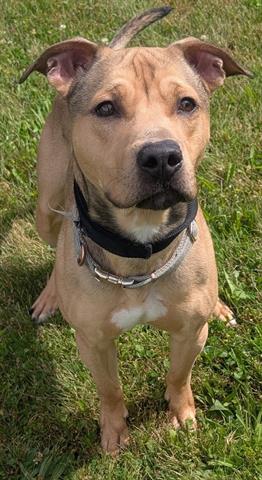 RICHIE, an adoptable Pit Bull Terrier in Akron, OH