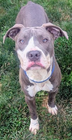 STARK, an adoptable American Pit Bull Terrier in Akron, OH