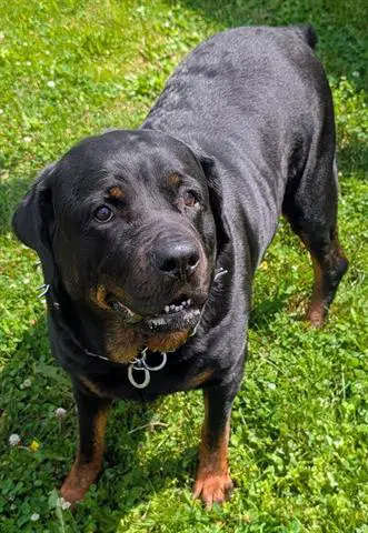 Juniper - Rottweiler