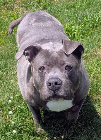Gabby - Pit Bull Terrier