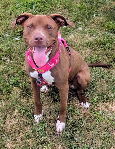 picture of the dog needing adoption