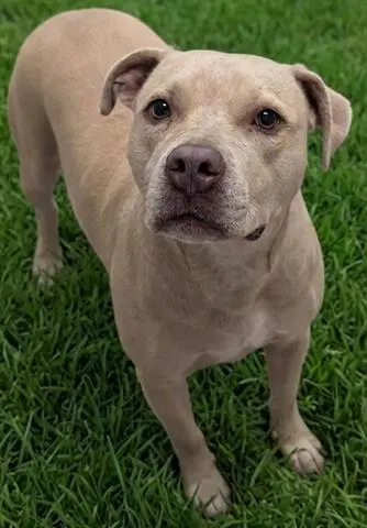 Momsen - Pit Bull Terrier