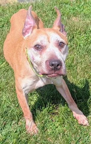 Melissa - Pit Bull Terrier