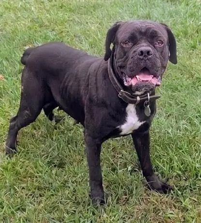 Vanessa - Cane Corso Mastiff