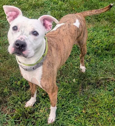 Pfeiffer - Pit Bull Terrier