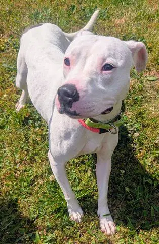 Pearl - Pit Bull Terrier