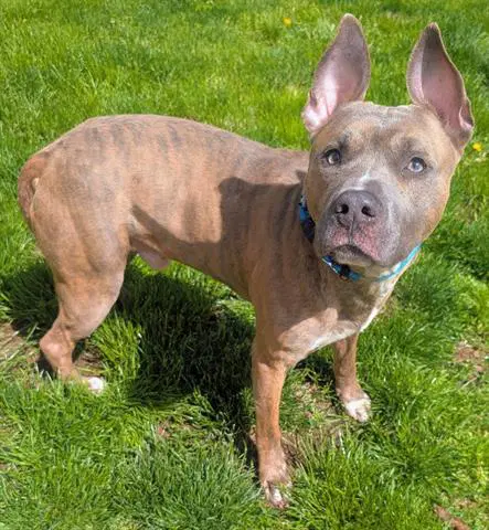 P Butter - Pit Bull Terrier