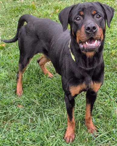Kima - Rottweiler