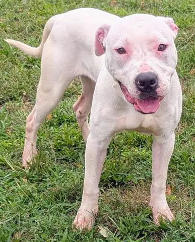 Omar - Pit Bull Terrier