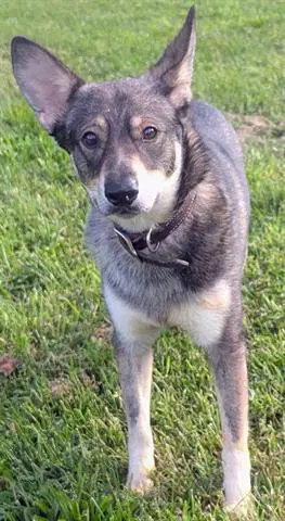Wiley E - German Shepherd Dog