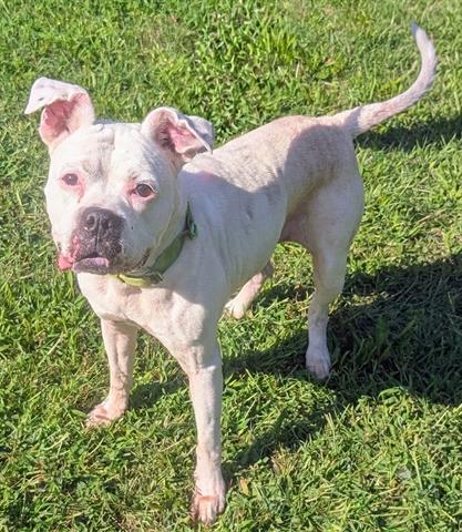 ANGIE, a dog for adoption from Summit County Animal Control