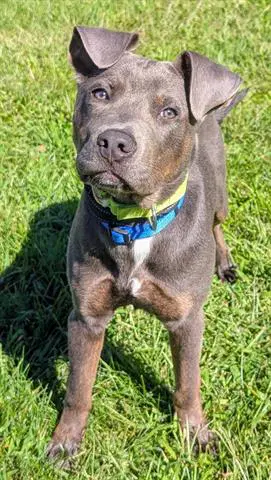 Kade - Staffordshire Bull Terrier