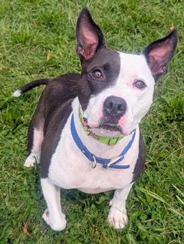 Ruppert - Pit Bull Terrier
