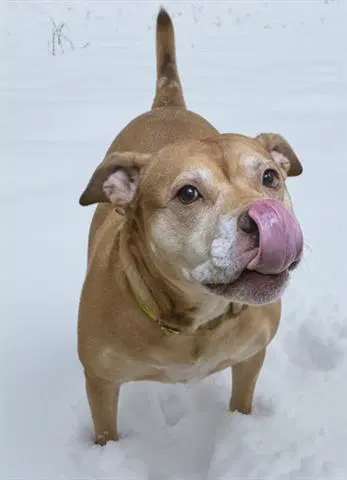 Geraldine - Mastiff