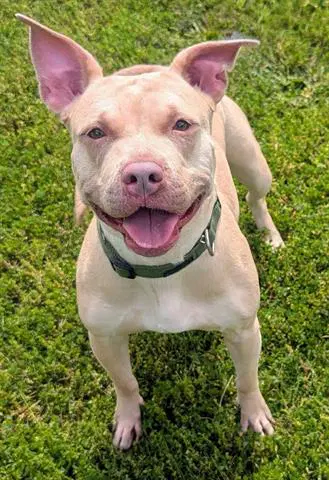 Jazz - Pit Bull Terrier