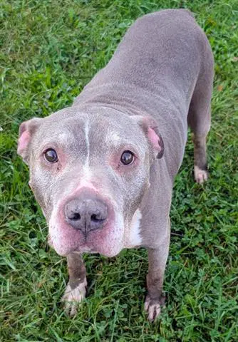 Shawn - Staffordshire Bull Terrier