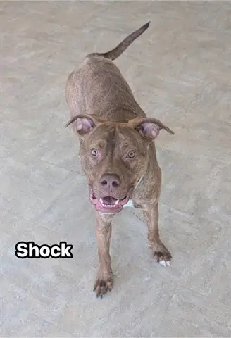 Shock - Mastiff