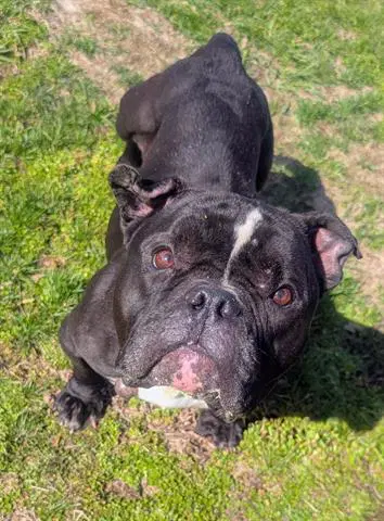 Rose - American Bulldog